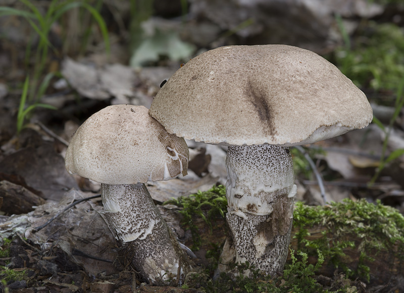 Leccinum duriusculum